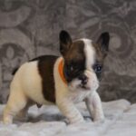 Dave-male-french-bulldog-puppy-for-sale- (3)