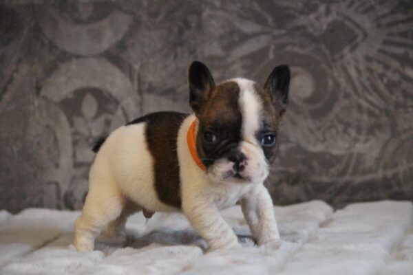Dave French Bulldog Dave French Bulldog