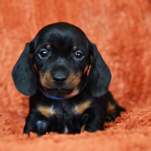 Dennis Miniature Dachshund Dennis Miniature Dachshund