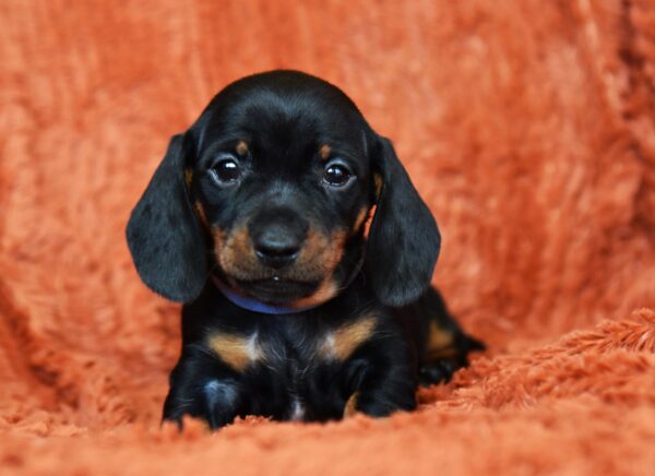 Dennis Miniature Dachshund Dennis Miniature Dachshund