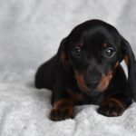 Dennis-male-miniature-dachshund-puppy-for-sale- (1)