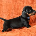 Dennis-male-miniature-dachshund-puppy-for-sale-1 (2)
