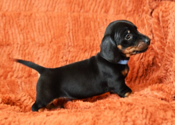 Dennis Miniature Dachshund Dennis Miniature Dachshund