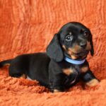 Dennis-male-miniature-dachshund-puppy-for-sale-1 (3)