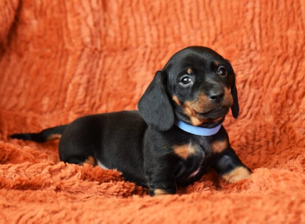 Dennis Miniature Dachshund Dennis Miniature Dachshund