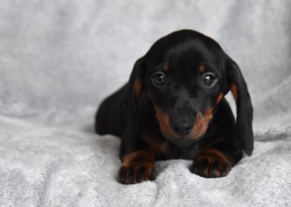 Dennis Miniature Dachshund Dennis Miniature Dachshund