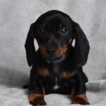 Dennis-male-miniature-dachshund-puppy-for-sale- (2)