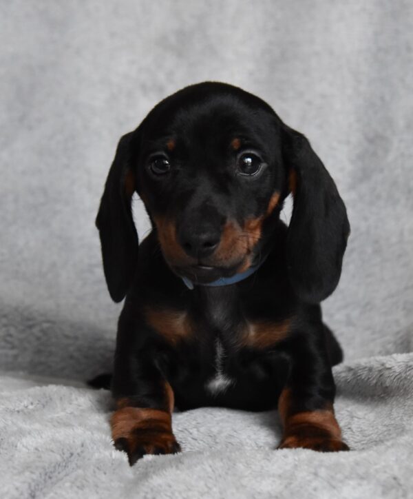 Dennis Miniature Dachshund Dennis Miniature Dachshund