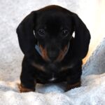Dennis-male-miniature-dachshund-puppy-for-sale- (3)