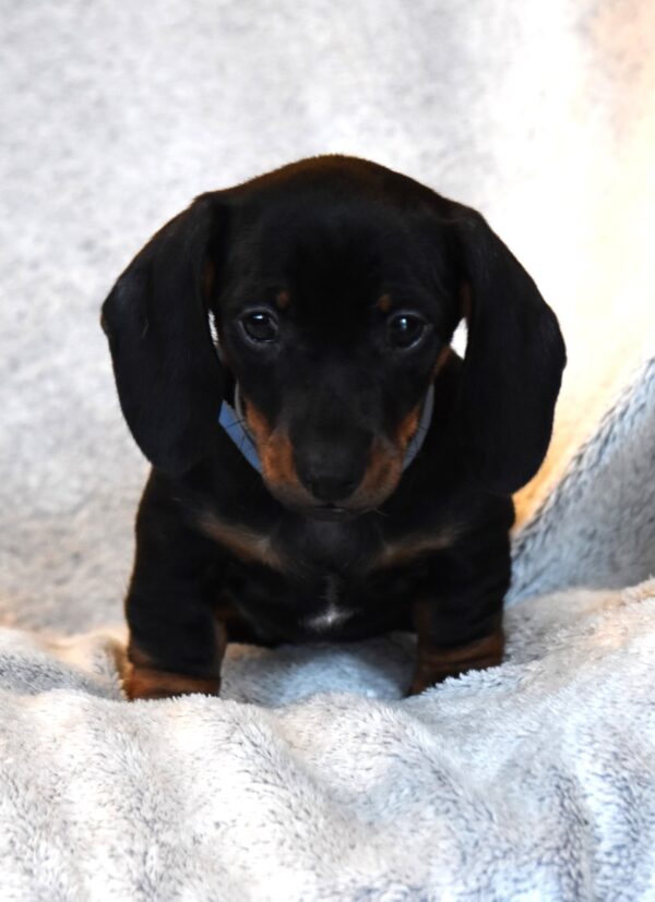 Dennis Miniature Dachshund Dennis Miniature Dachshund
