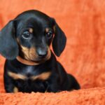 Dexter-male-miniature-dachshund-puppy-for-sale-1 (1)