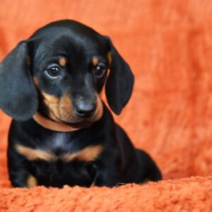Dexter Miniature Dachshund Dexter Miniature Dachshund