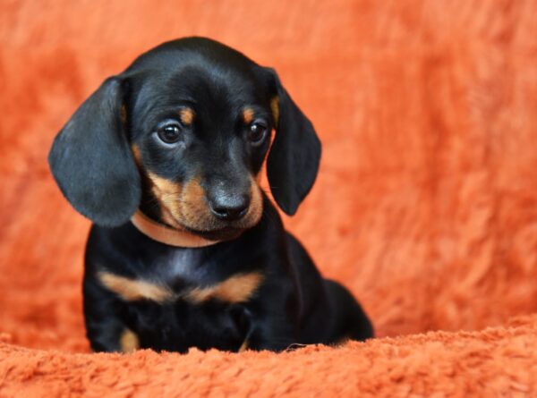 Dexter Miniature Dachshund Dexter Miniature Dachshund