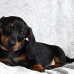 Dexter-male-miniature-dachshund-puppy-for-sale- (1)