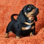 Dexter-male-miniature-dachshund-puppy-for-sale-1 (2)