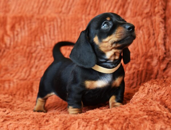 Dexter Miniature Dachshund Dexter Miniature Dachshund