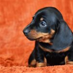 Dexter-male-miniature-dachshund-puppy-for-sale-1 (3)