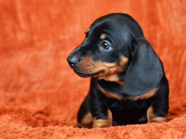 Dexter Miniature Dachshund Dexter Miniature Dachshund