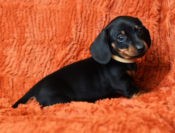Dexter Miniature Dachshund Dexter Miniature Dachshund