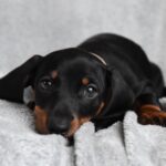 Dexter-male-miniature-dachshund-puppy-for-sale- (2)