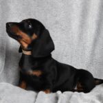 Dexter-male-miniature-dachshund-puppy-for-sale- (3)
