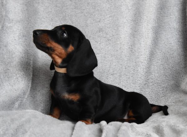 Dexter Miniature Dachshund Dexter Miniature Dachshund