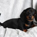 Dexter-male-miniature-dachshund-puppy-for-sale- (4)
