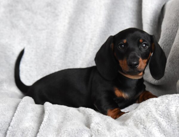 Dexter Miniature Dachshund Dexter Miniature Dachshund