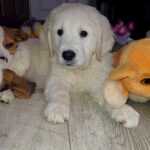Dilan-male-Golden-Retriever-puppy-for-sale-1