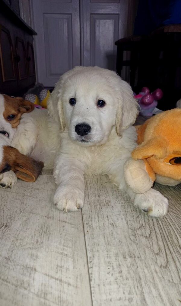 Dilan Golden Retriever Dilan Golden Retriever