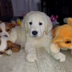 Dilan-male-Golden-Retriever-puppy-for-sale-2