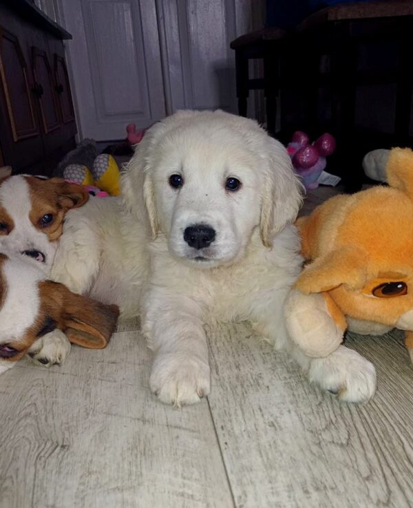 Dilan Golden Retriever Dilan Golden Retriever