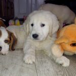 Dilan-male-Golden-Retriever-puppy-for-sale-3
