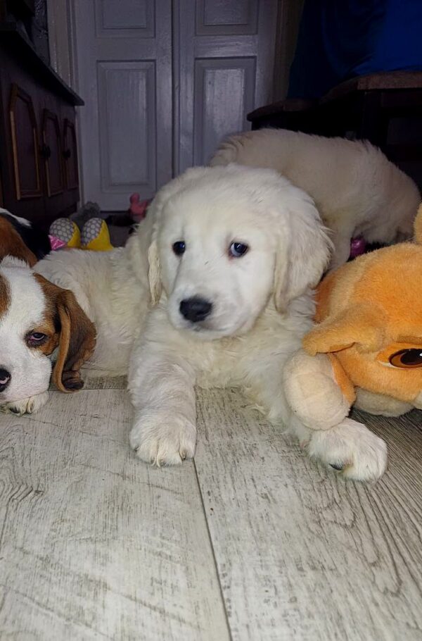 Dilan Golden Retriever Dilan Golden Retriever