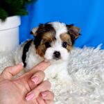 Dina-female-Biewer-puppy-for-sale- (1)