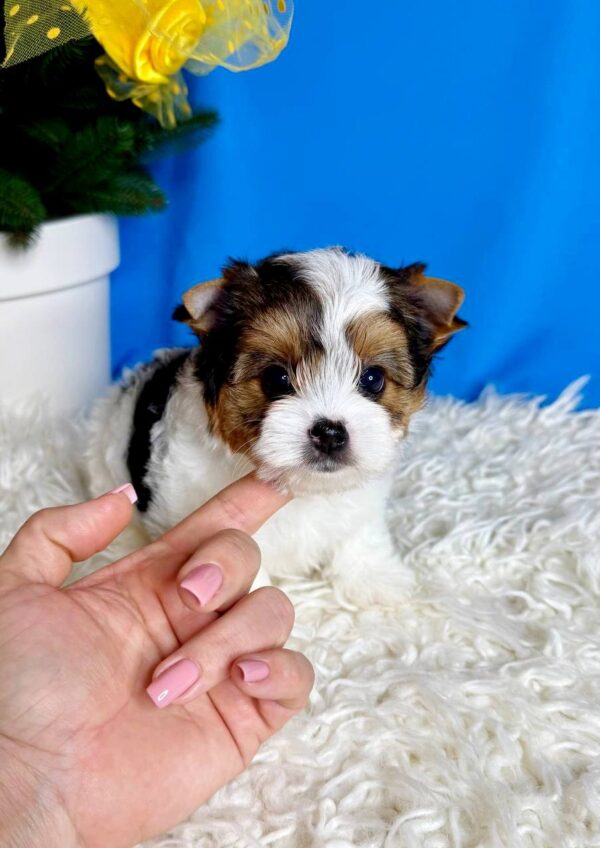 Dina Biewer Yorkshire Terrier Dina Biewer Yorkshire Terrier