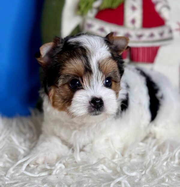 Dina Biewer Yorkshire Terrier Dina Biewer Yorkshire Terrier