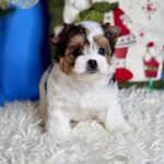 Dina-female-Biewer-puppy-for-sale- (3)