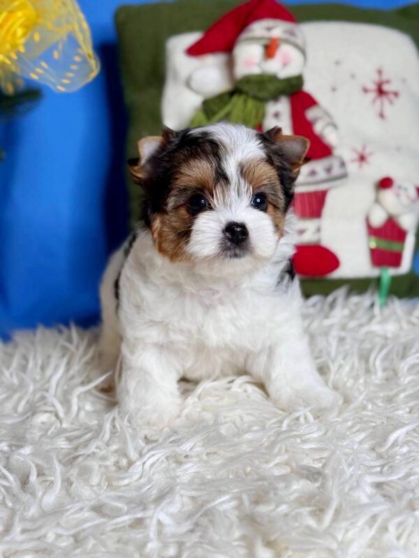 Dina Biewer Yorkshire Terrier Dina Biewer Yorkshire Terrier