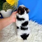 Dina-female-Biewer-puppy-for-sale- (4)