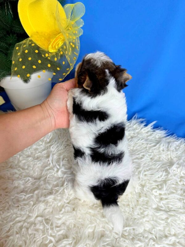 Dina Biewer Yorkshire Terrier Dina Biewer Yorkshire Terrier