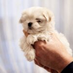 Dins-male-Maltese-puppy-for-sale-1