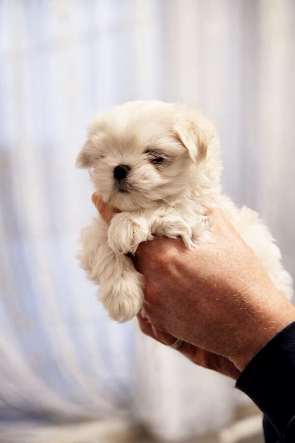 Dins Maltese Dins Maltese