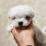 Dins-male-Maltese-puppy-for-sale-2