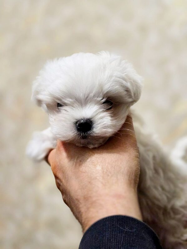 Dins Maltese Dins Maltese