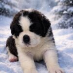 Dionysus-male-Saint-Bernard-puppy-for-sale-1