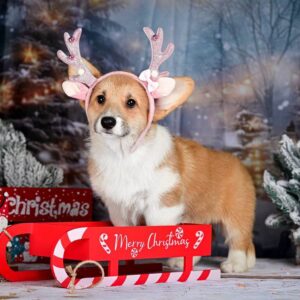 Dolce Welsh Corgi Dolce Welsh Corgi