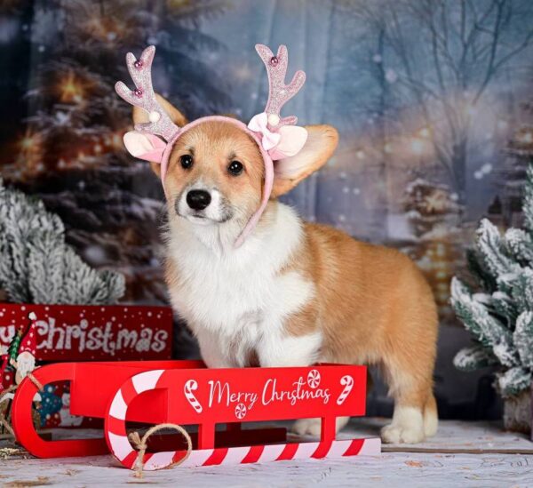 Dolce Welsh Corgi Dolce Welsh Corgi