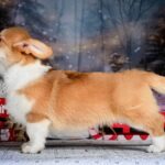 Dolce-female-Corgi-puppy-for-sale-2