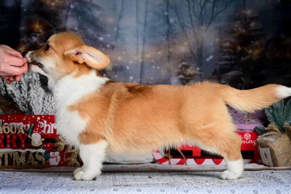 Dolce Welsh Corgi Dolce Welsh Corgi